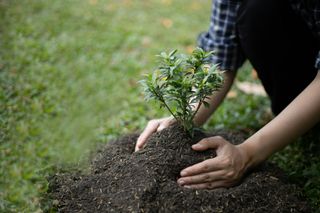 Planting trees